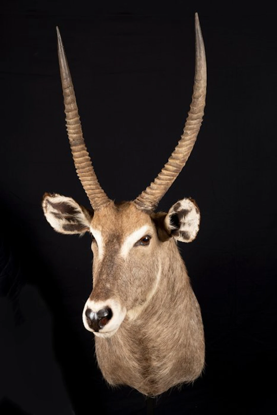 Antelope Taxidermy full body mount - Kobus ellipsiprymnus...