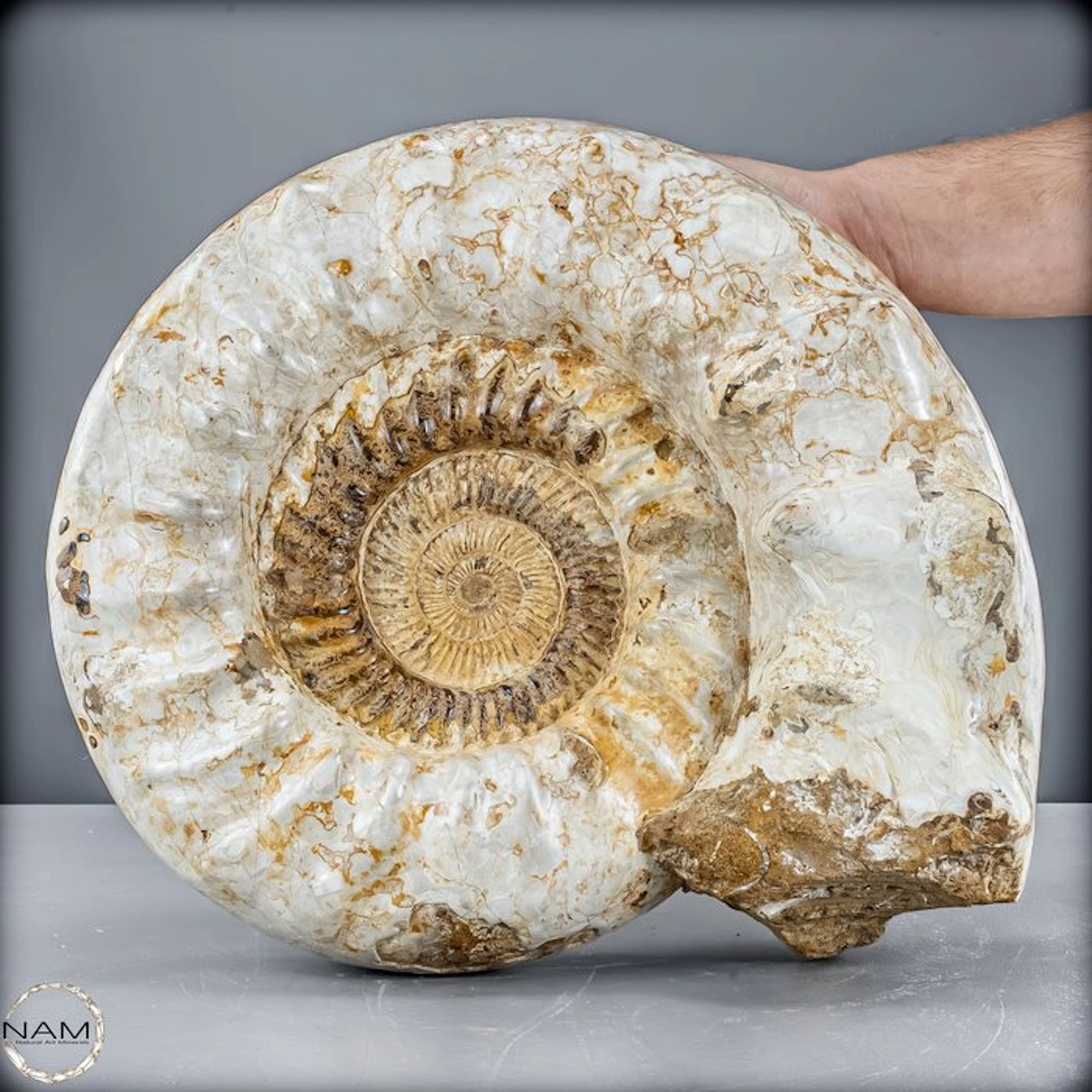 Euaspidoceras perarmatum – Impressive fossil ammonite in...