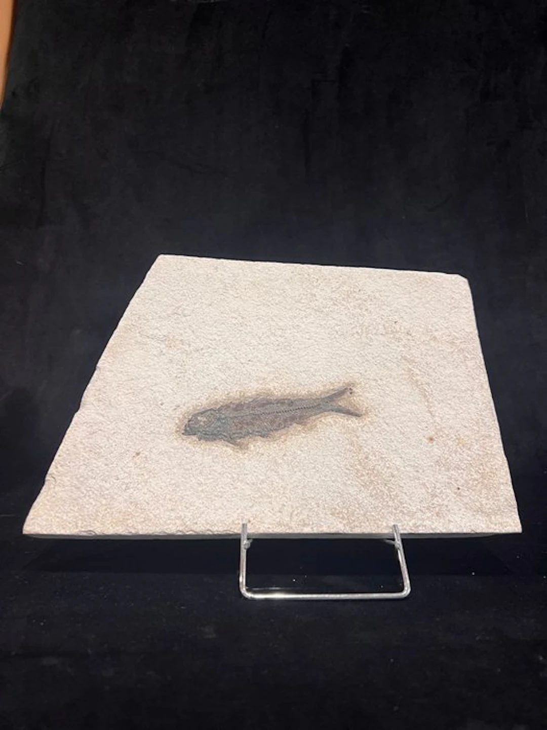 Fish - Fossil skeleton - Knightia eocaena - 18.5 cm - 25.5 cm (No