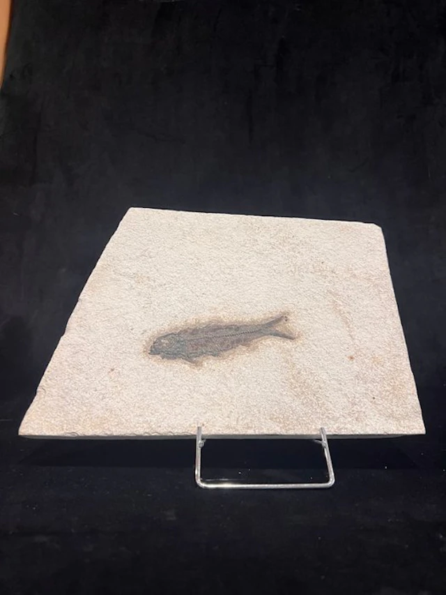Fish - Fossil skeleton - Knightia eocaena - 18.5 cm - 25.5 cm (No