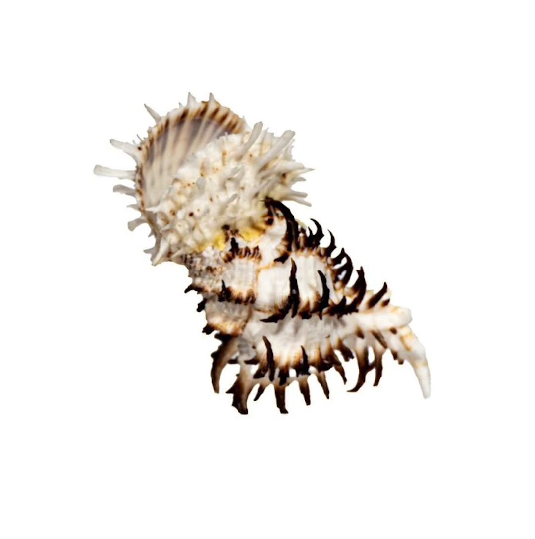 Absolute rarity: Spondylus princeps & Murex symbiosis |...