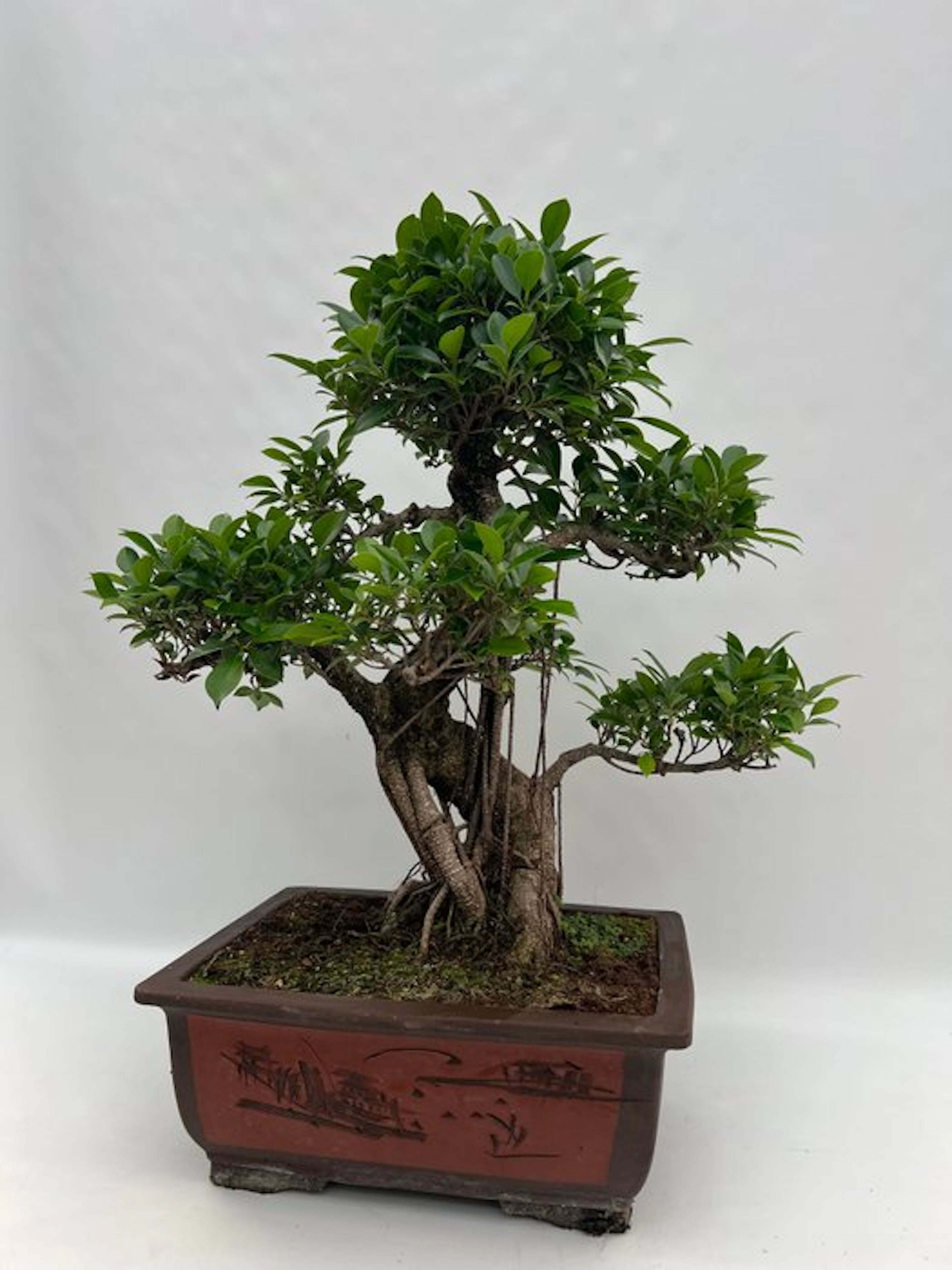 Ficus Retusa - Height (Tree): 58 cm - Depth (Tree): 61 cm - Netherlands