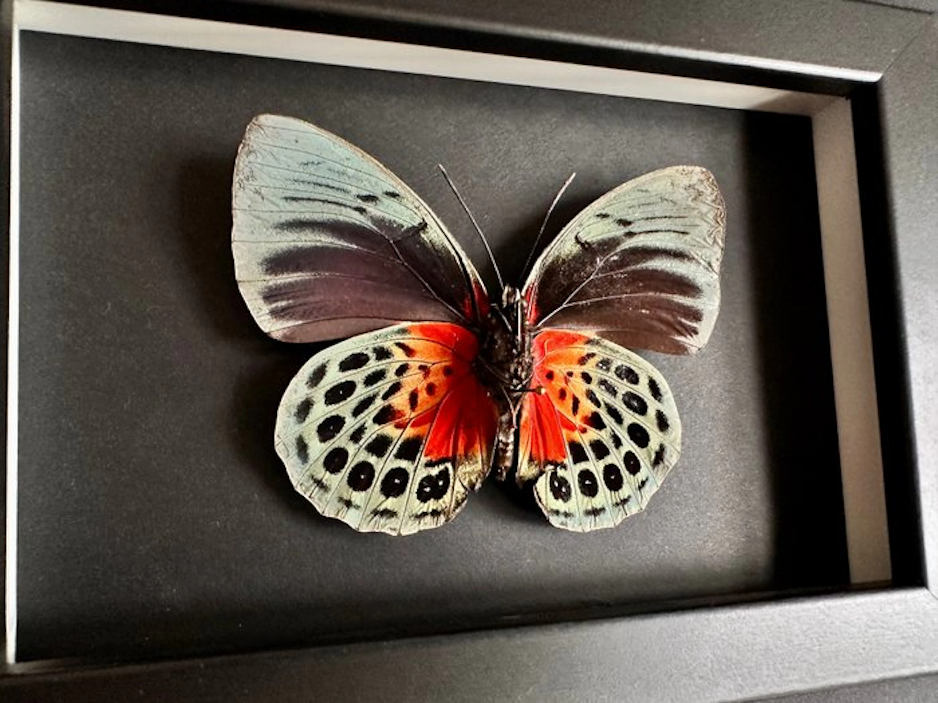 Butterfly Taxidermy full body mount - Agrias Béatifica...