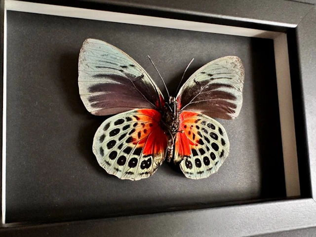 Butterfly Taxidermy full body mount - Agrias Béatifica...