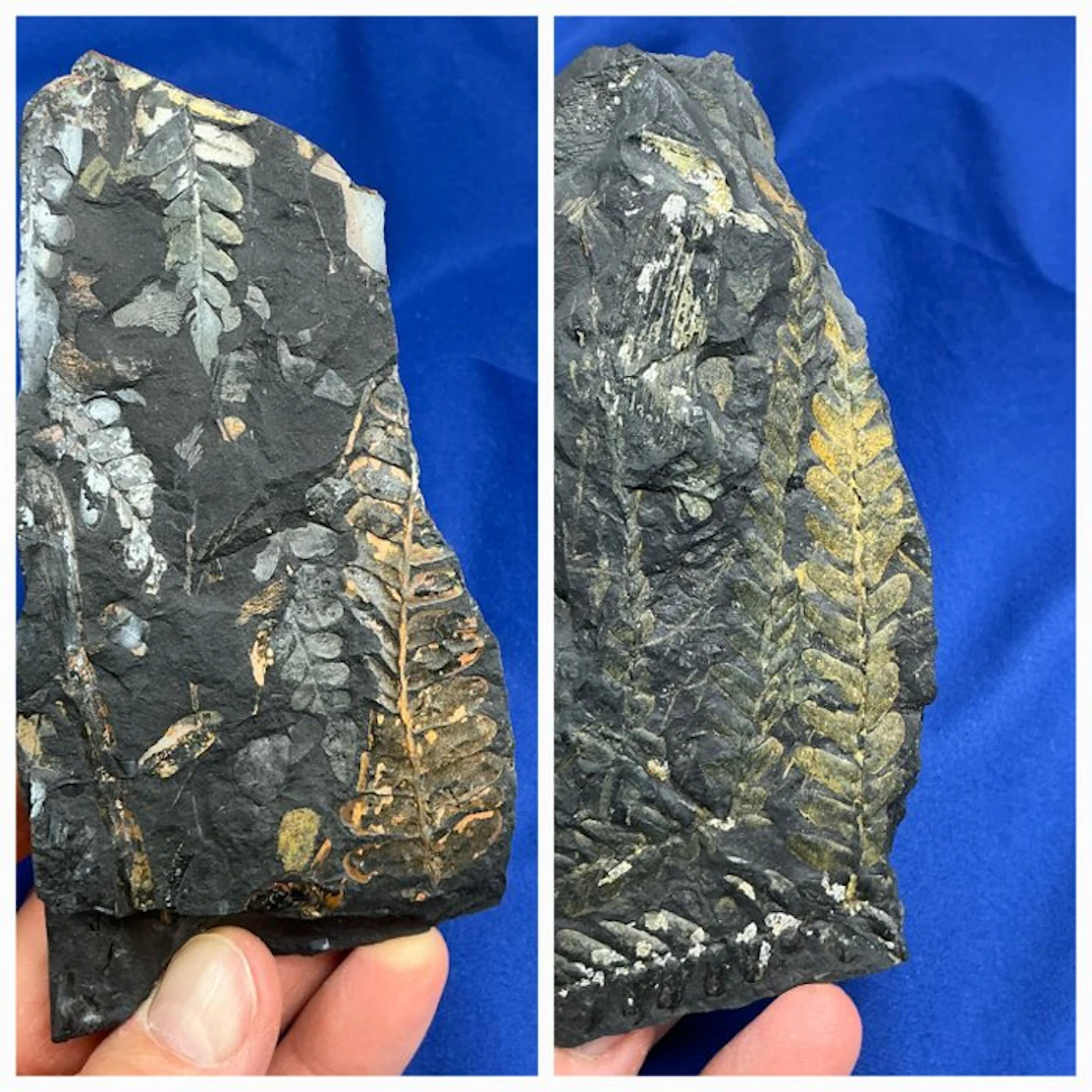 an amazing colourful plant fossil duo - Fossilised plant - Neuropteris sp