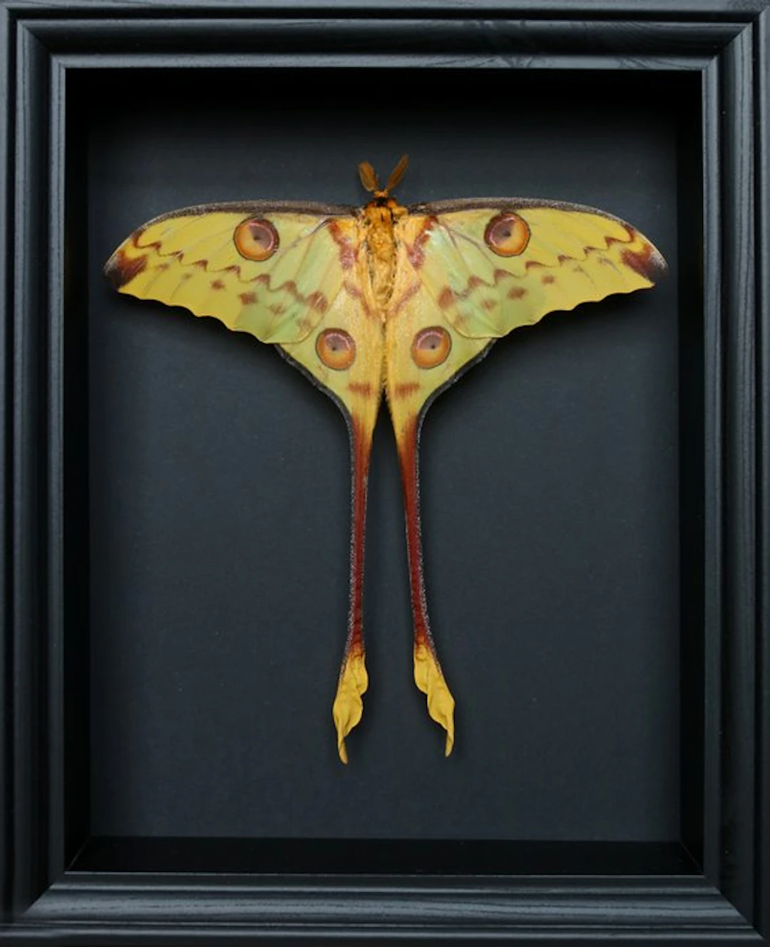 Moth Taxidermy full body mount - Argema mittrei - 25 cm...