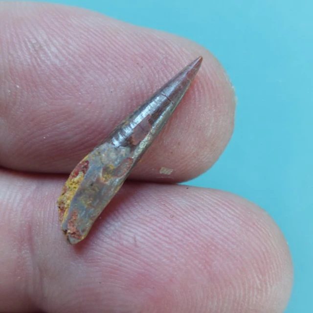 Pterosaur - Fossil tooth - 28 mm - 8 mm (No reserve price)