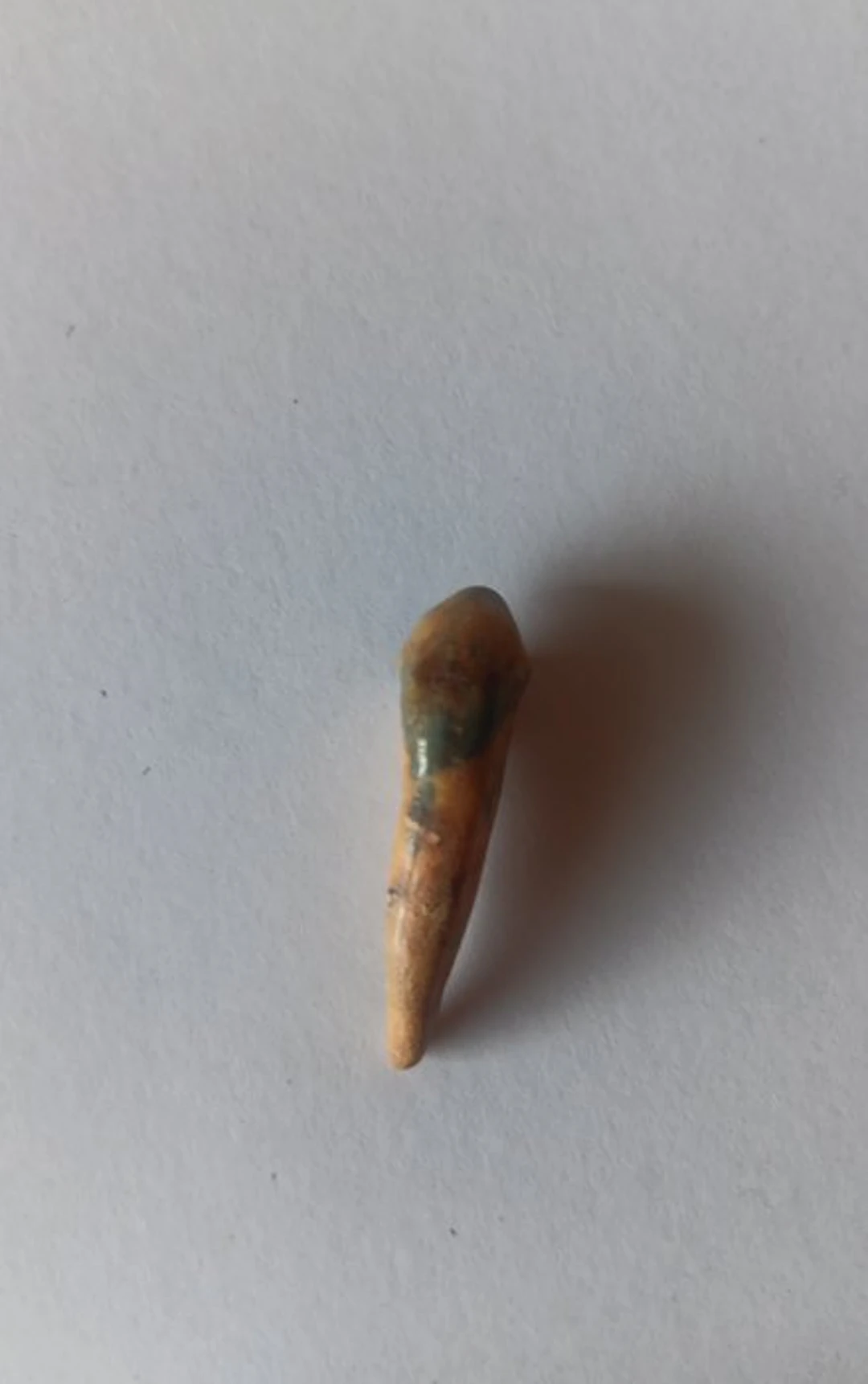 Cave Hyena - Fossil tooth - Crocuta crocuta spelaea (No reserve price)
