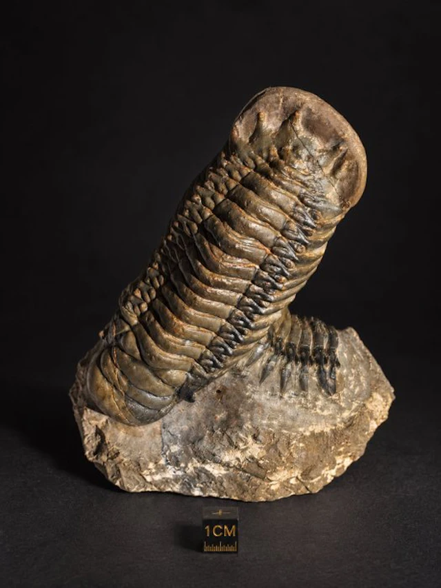 Trilobite - Fossilised animal - Crotalocephalus gibbus