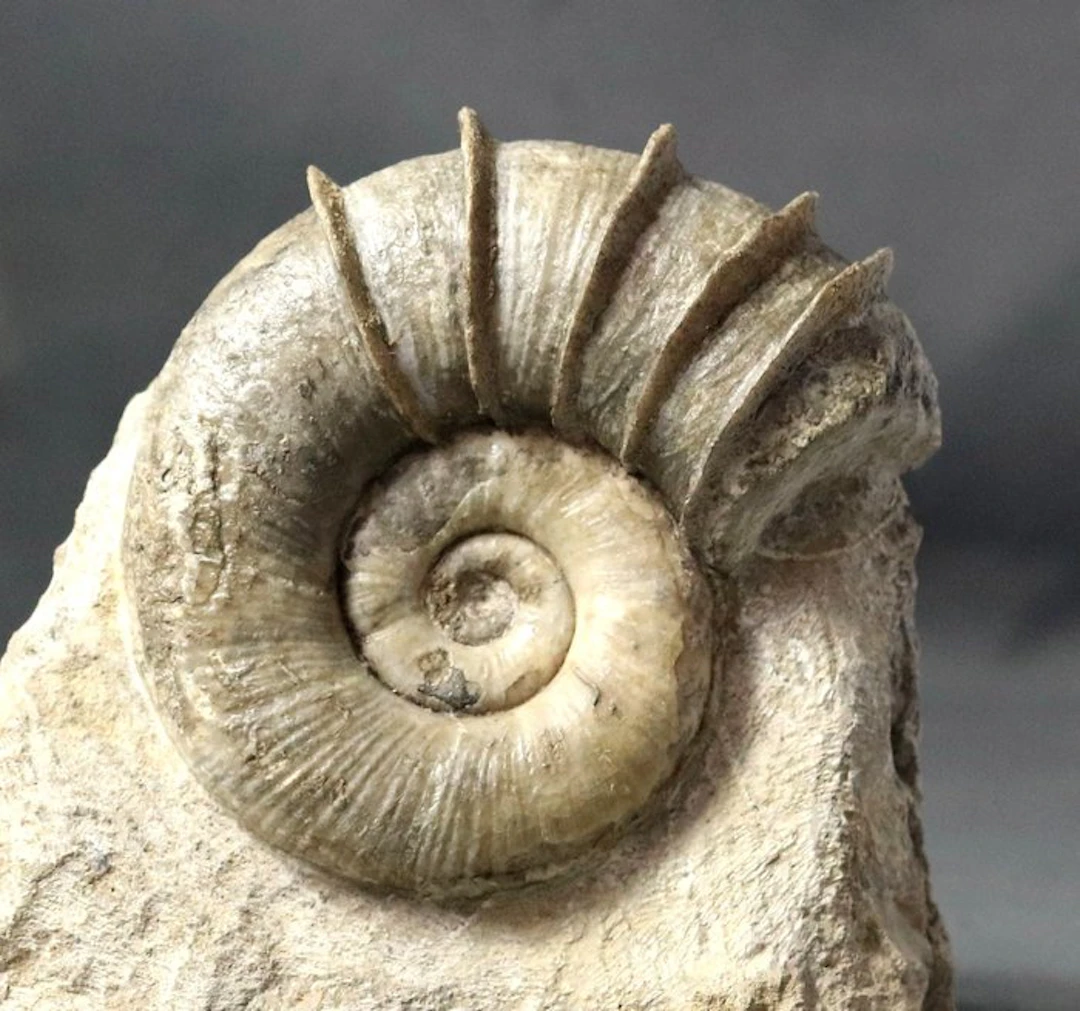 Fine ammonite with the imposing "wings" wrapped around the shell