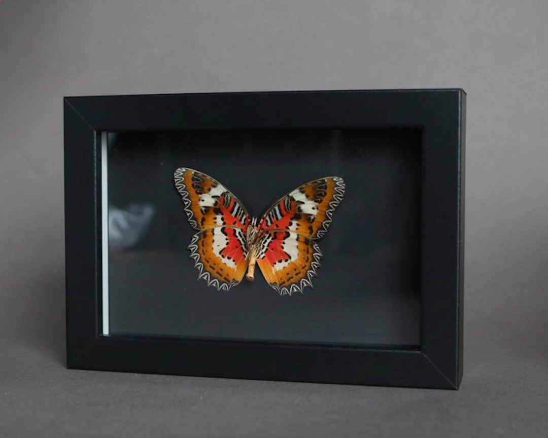 Butterfly Taxidermy full body mount - Cethosia cyane - 10...