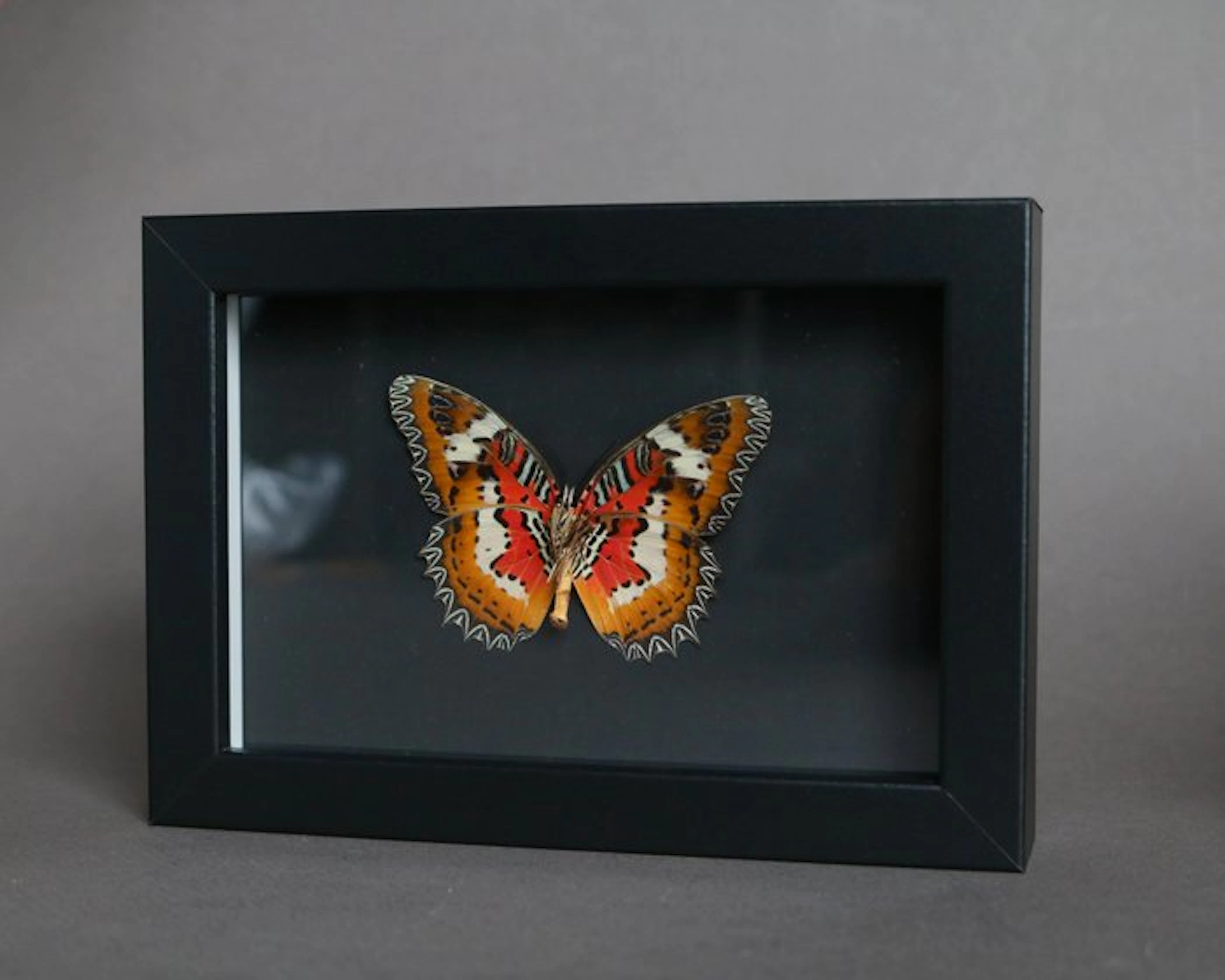 Butterfly Taxidermy full body mount - Cethosia cyane - 10...