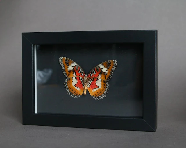 Butterfly Taxidermy full body mount - Cethosia cyane - 10...