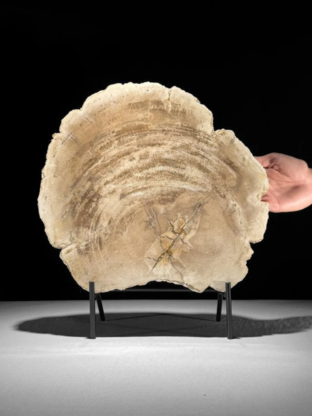 C- Stunning Large Slice of Petrified Wood on a custom...