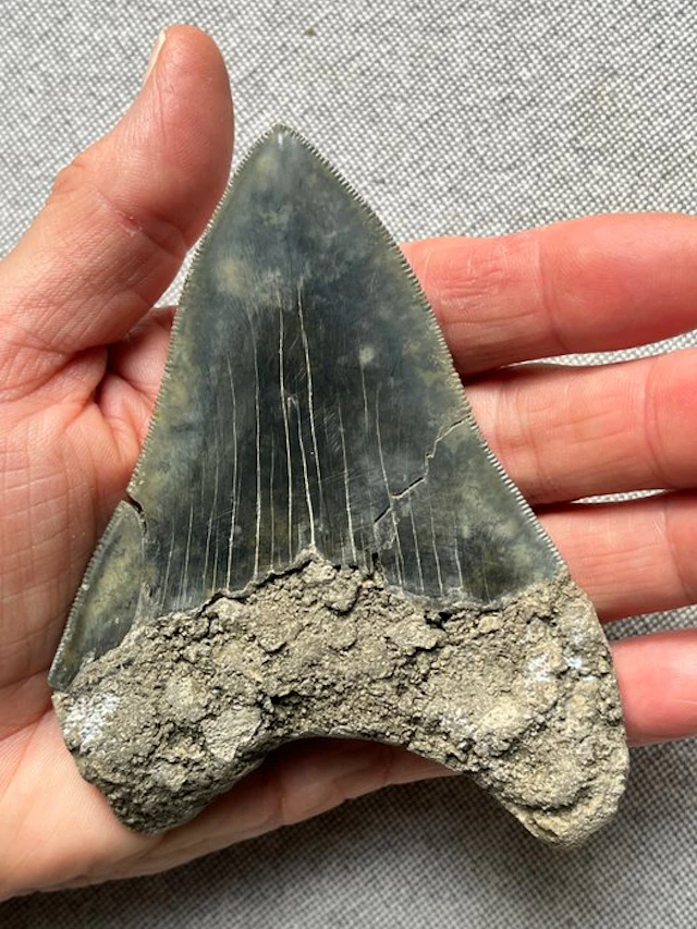Megalodon tooth 10,7 cm - Fossil tooth - Carcharocles megalodon