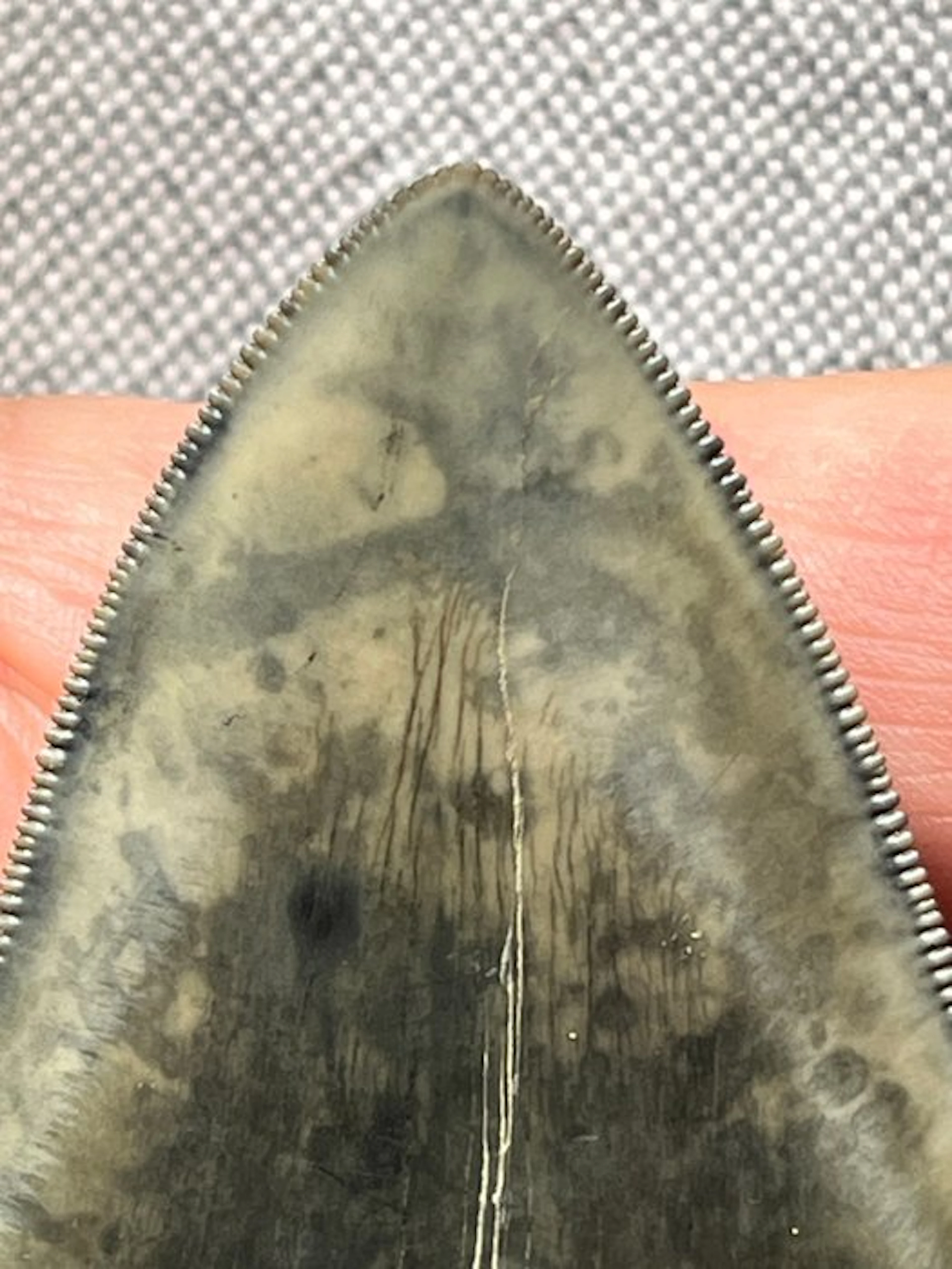 Megalodon tooth 9,2 cm - Fossil tooth - Carcharocles...
