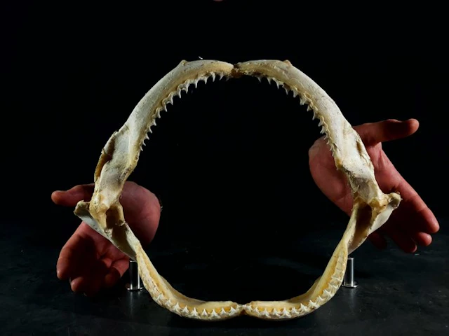 shark jaw tissitore Taxidermy full body mount...