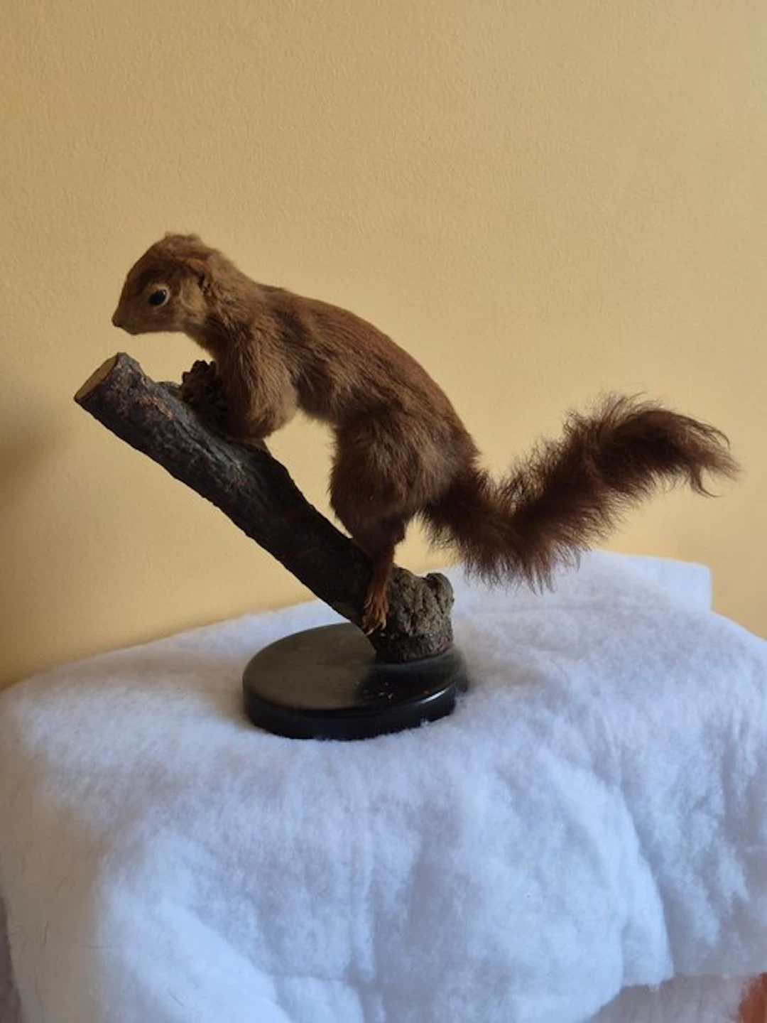 Douglas squirrel Taxidermy wall mount - Tamiasciurus...