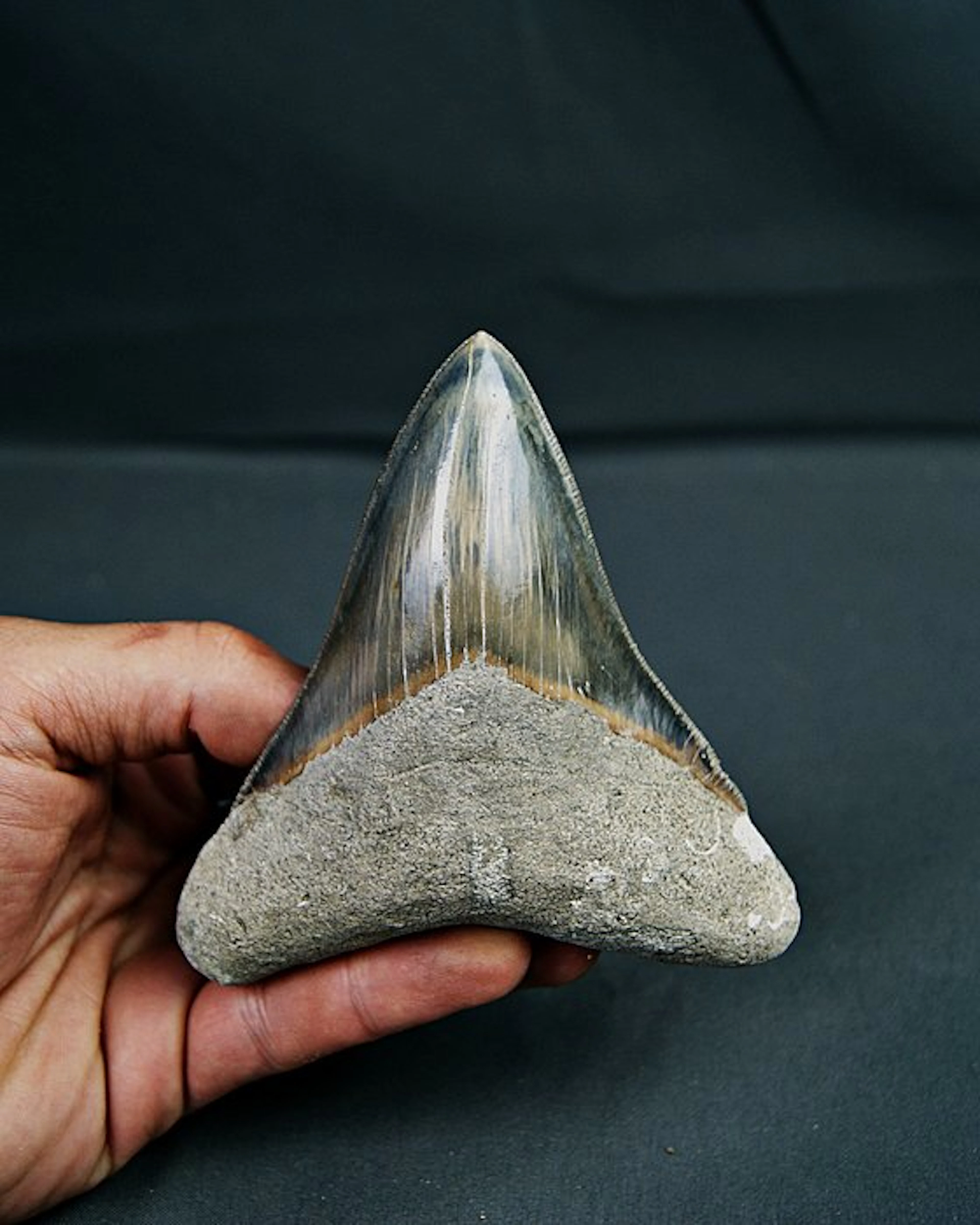Megalodon - Fossil tooth - Otodus megalodon