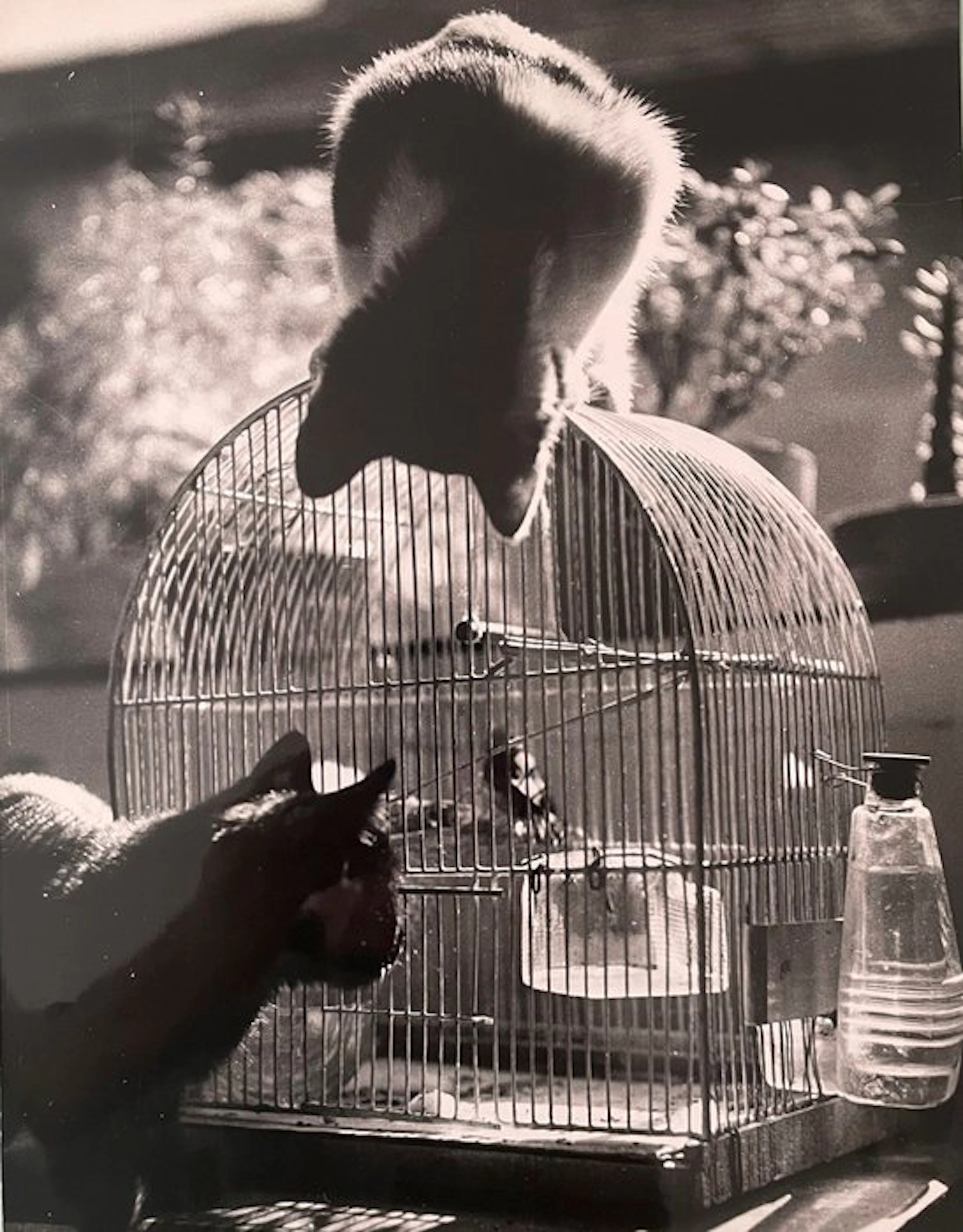 Jean RIBIERE (1922-1989) - Les oiseaux et le chat