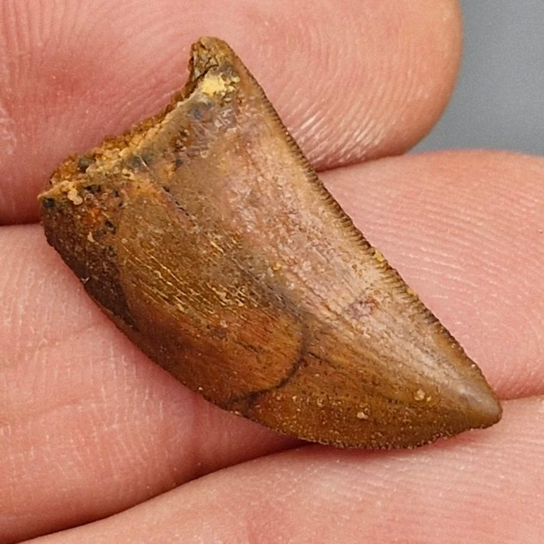 Top Quality Serrated Dinosaur Teeth - Fossil tooth...
