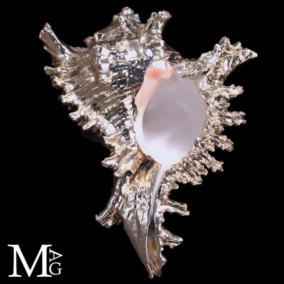 Natural Murex Ramosus Shell with Silver Electroplating...