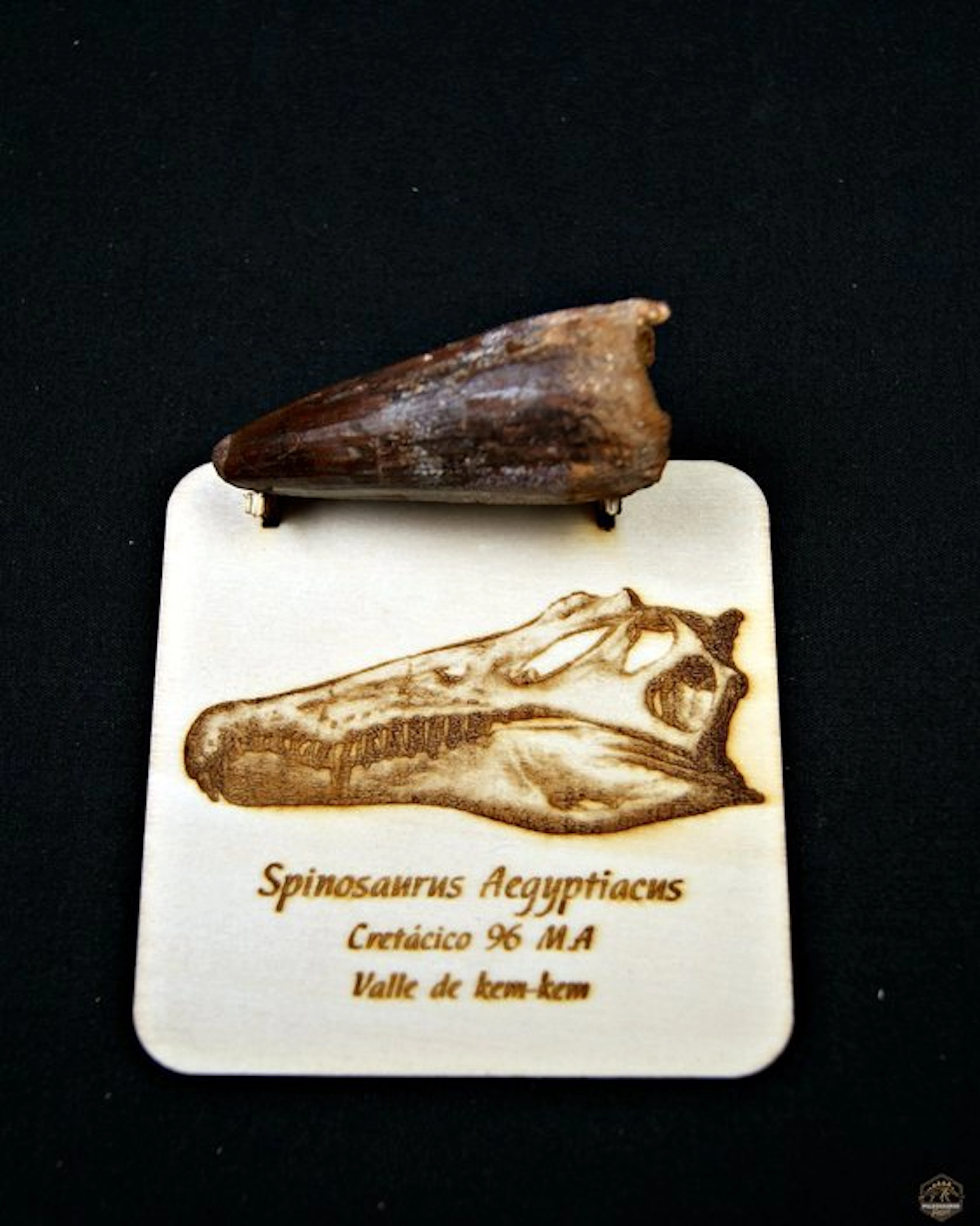 Spinosaur - Fossilised tusk - Spinosaurus aegyptiacus (No reserve price)