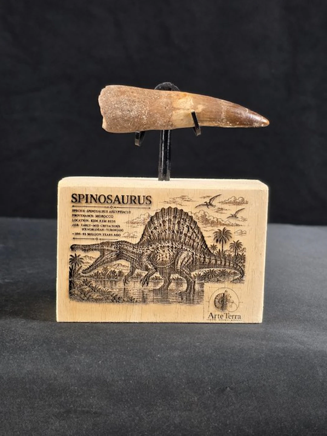 Spinosaur - Fossilised animal - Spinosaur Aegyptiacus (No reserve price)