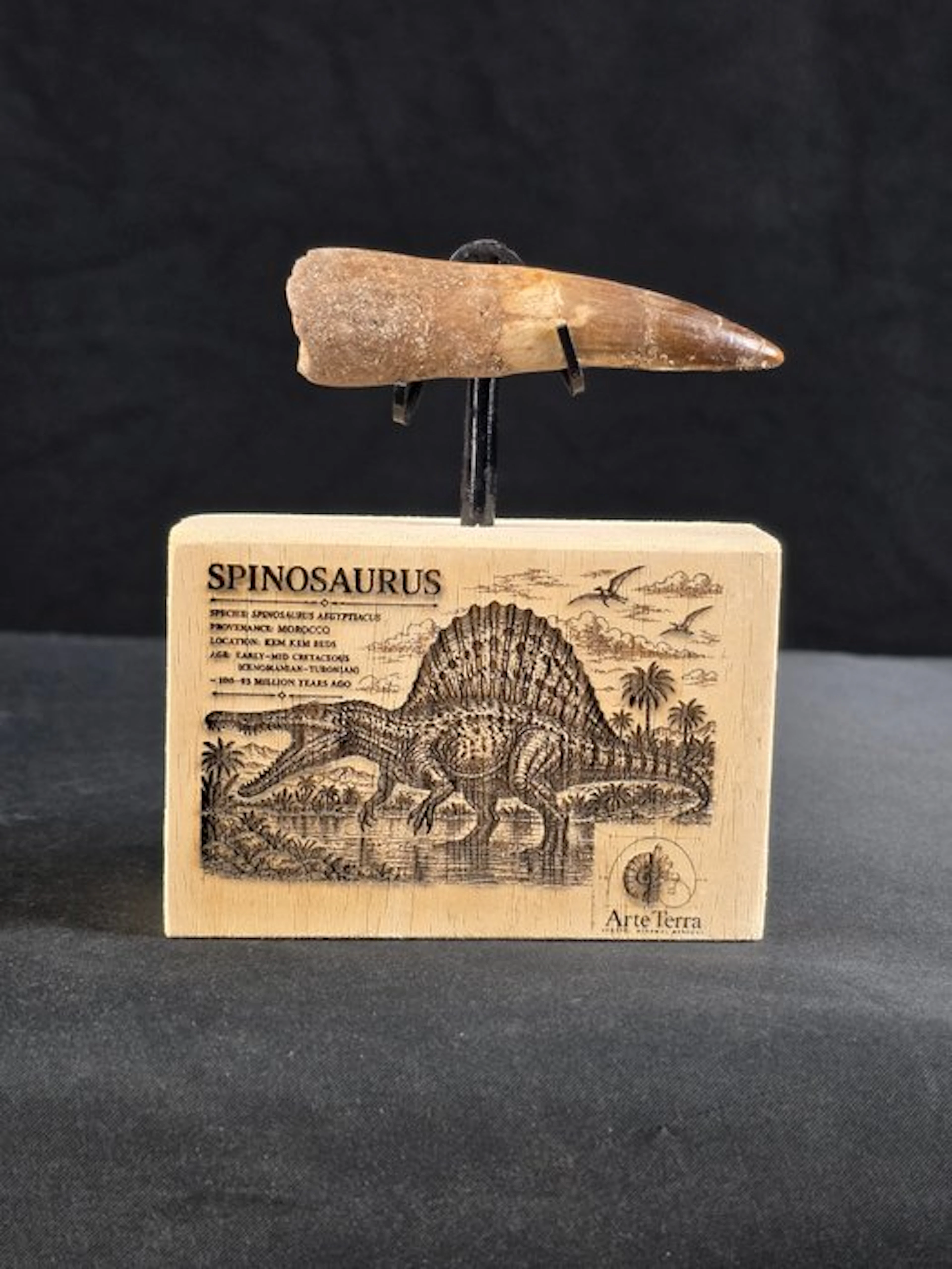 Spinosaur - Fossilised animal - Spinosaur Aegyptiacus (No reserve price)