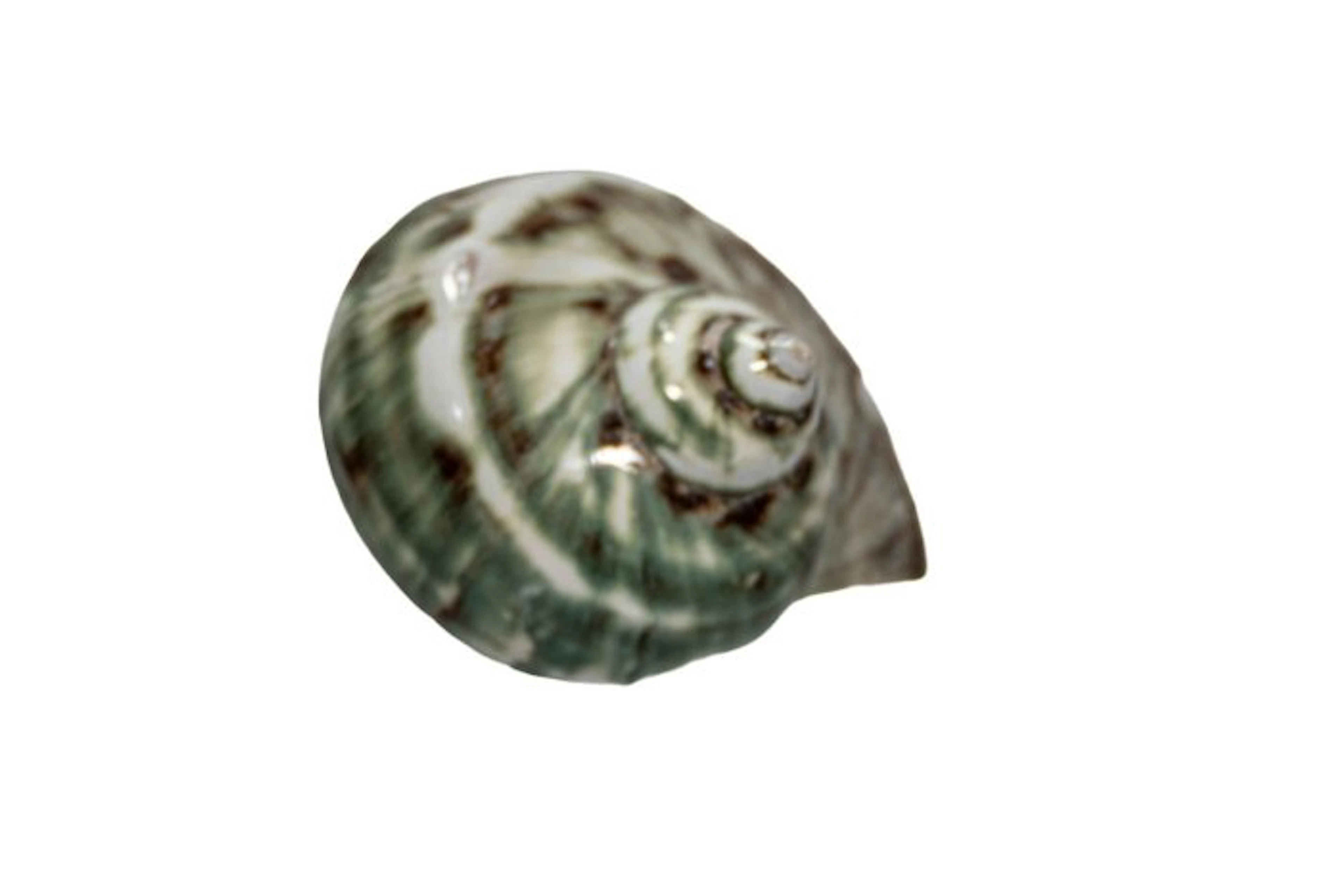 Magnificent turban snail (Turbo marmoratus) polished |...