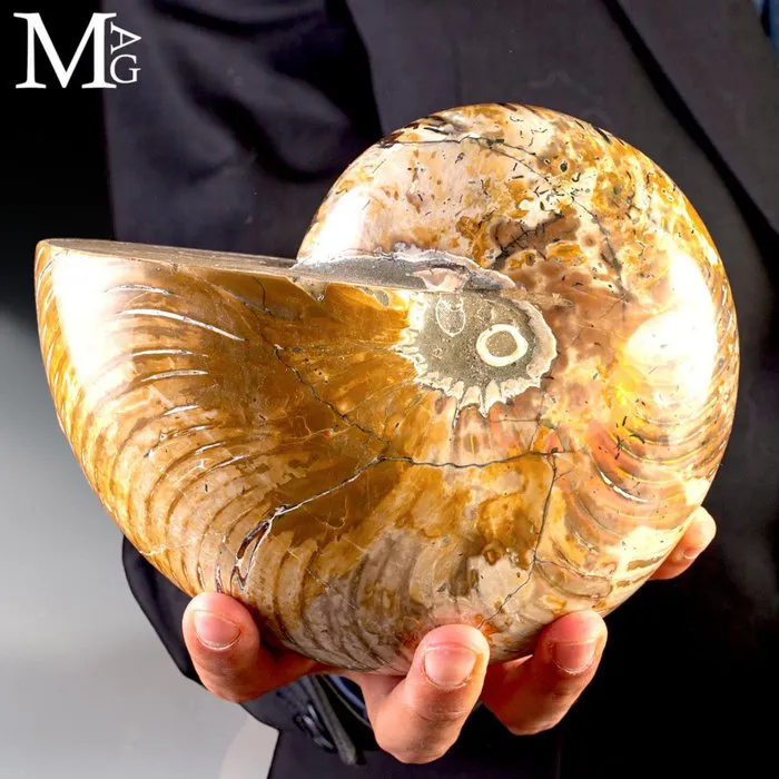 Exquisite Opalized and Agatized Fossil Nautilus Shell...