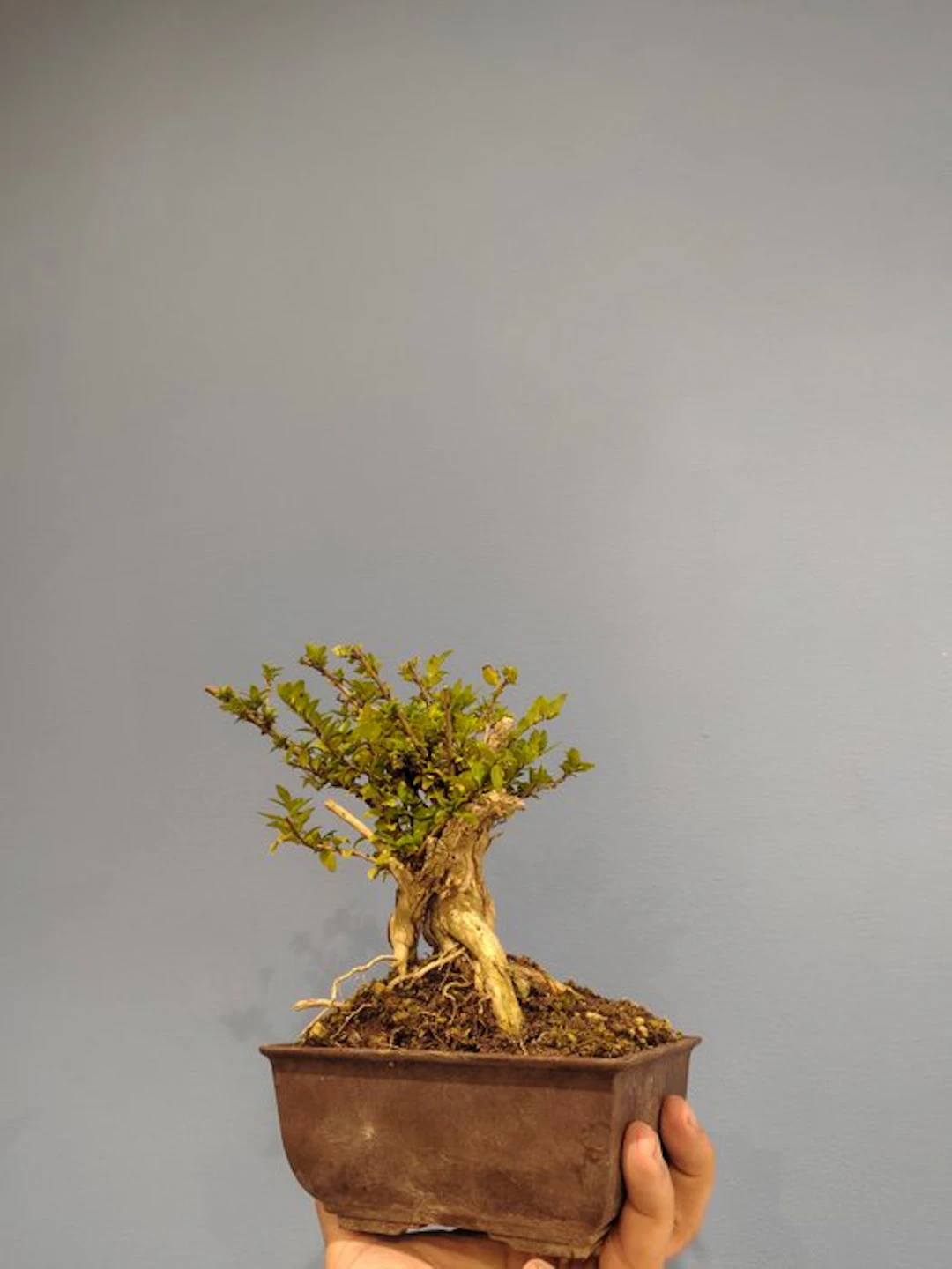honeysuckle bonsai - Height (Tree): 15 cm - Depth (Tree): 7 cm - Italy