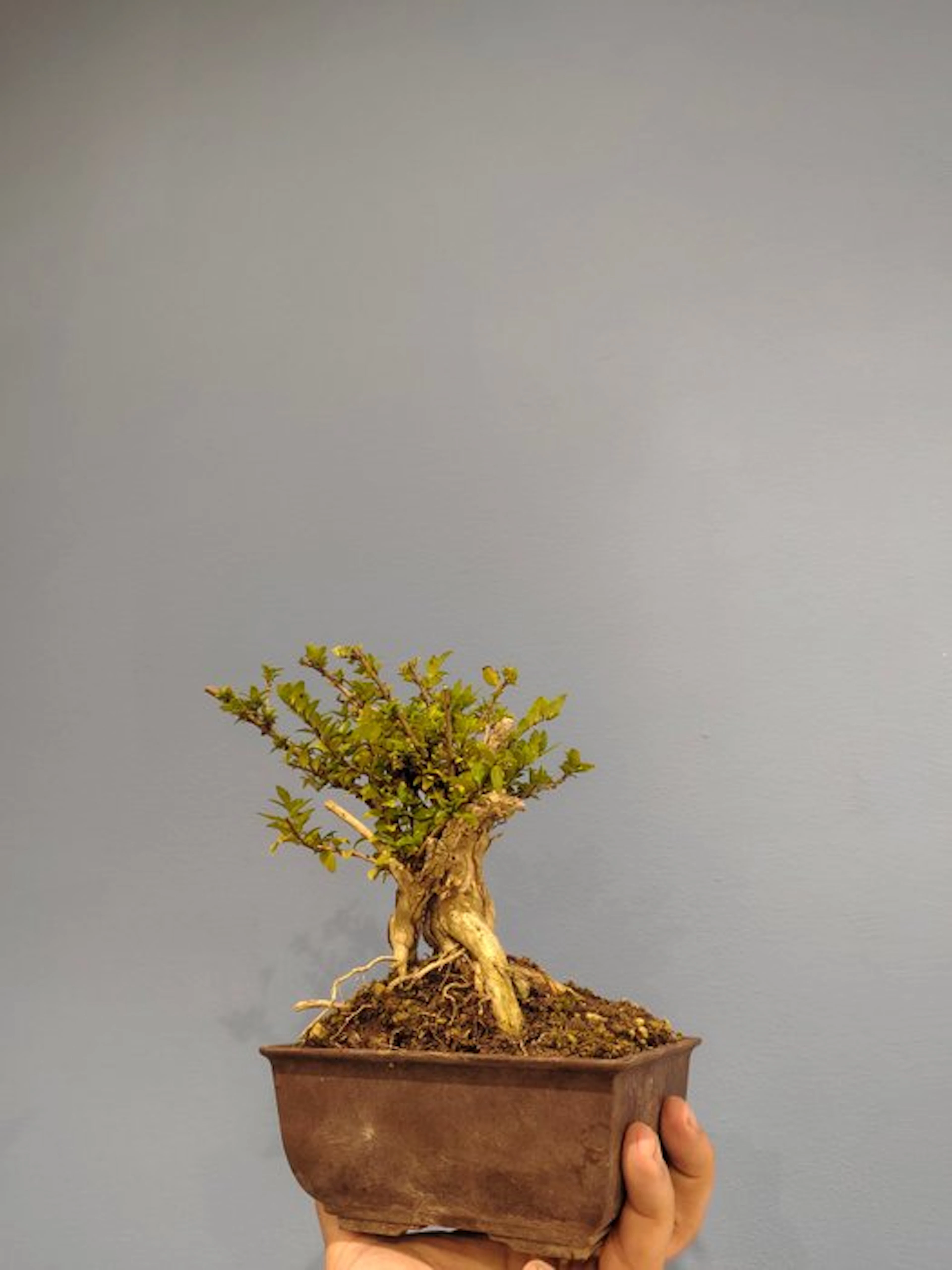 honeysuckle bonsai - Height (Tree): 15 cm - Depth (Tree): 7 cm - Italy