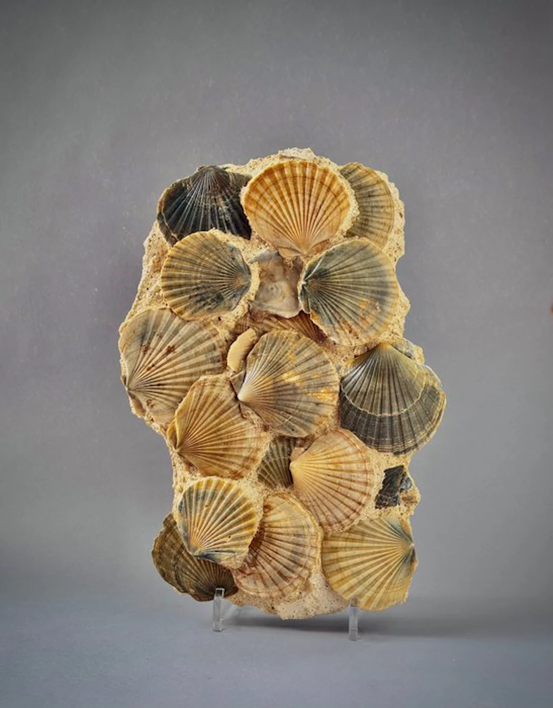 Pecten - Fossil fragment - 36 cm - 26 cm