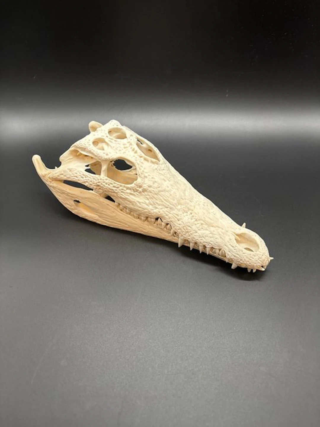 Nile Crocodile Skull - Crocodylus niloticus - 8 cm - 12...