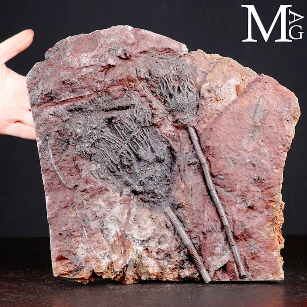 Crinoid Fossil Specimen on Slab - Scyphocrinites Elegans...
