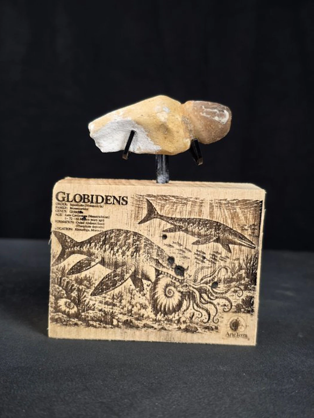 Fossil tooth - Globidens (Senza prezzo di riserva)