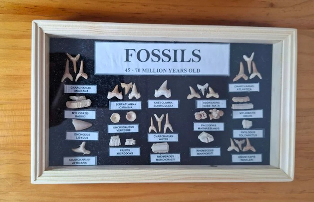 Shark - Fossil teeth - Dientes de tiburón - 24 cm - 14 cm (No reserve price)