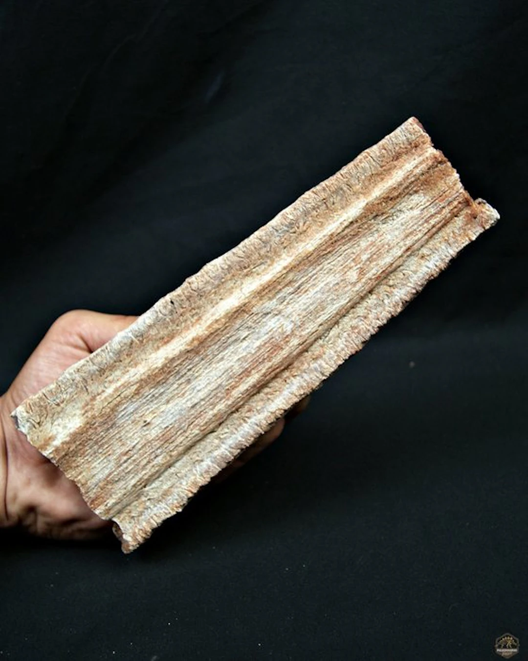 Onchopristis numidus - Fossil skeleton - Enorme tribuna Tiburón sierra - 22 cm