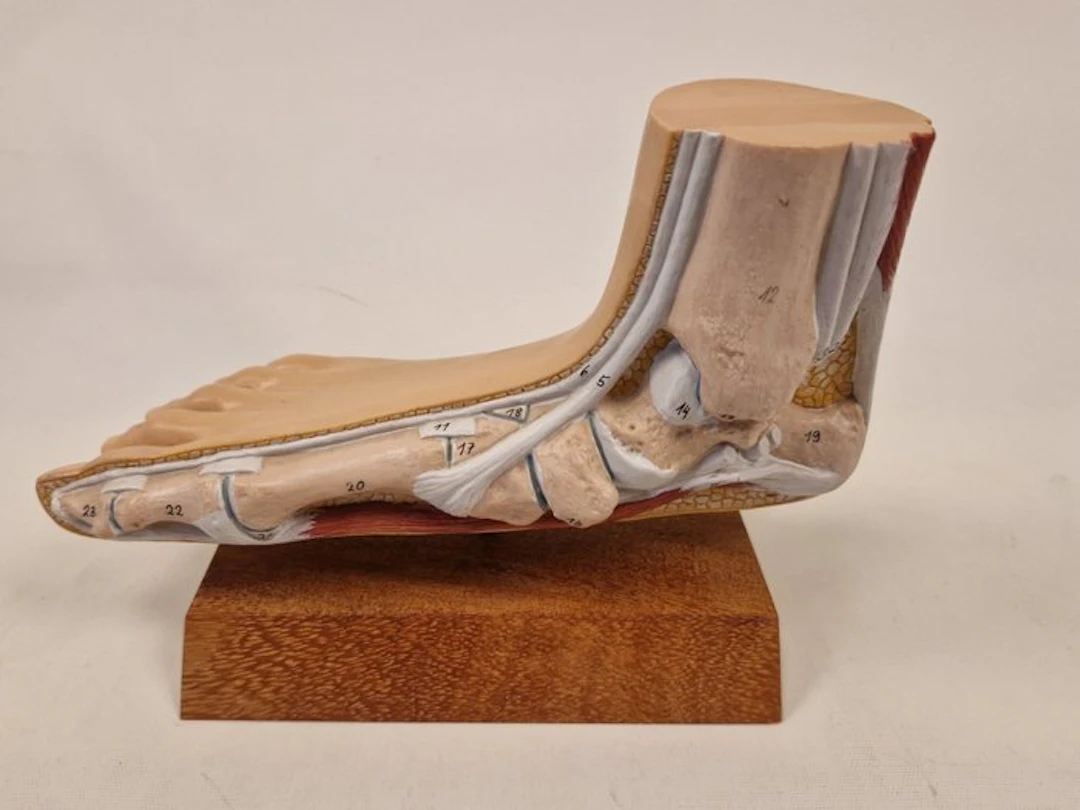 Anatomical model - plastic - 1980-1990 - Foot/ankle model