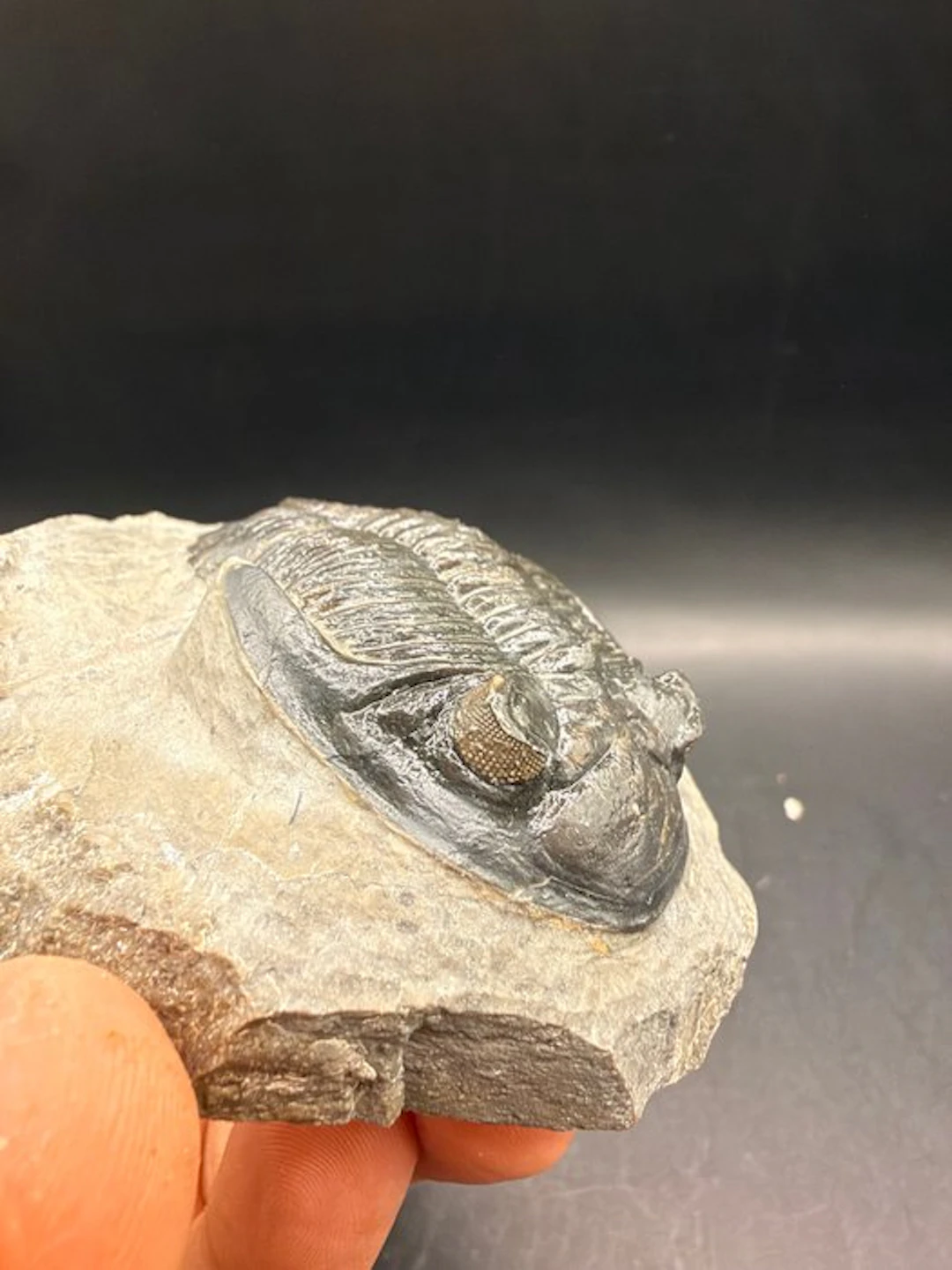 Trilobite - Fossilised animal - Hollardops sp. - 8.9 cm (No reserve price)