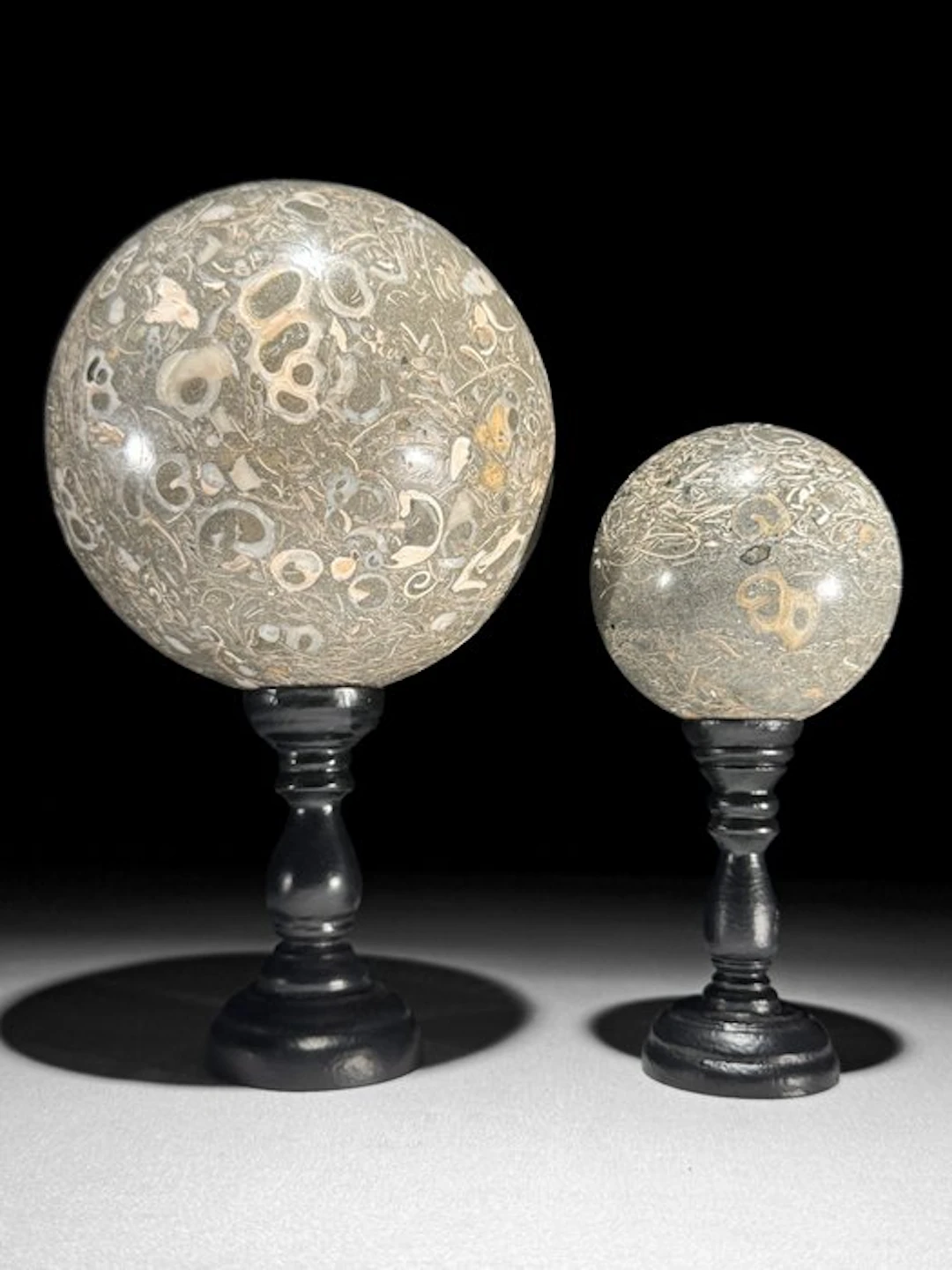 Beautiful Turritella Spheres on custom stands - Fossil...