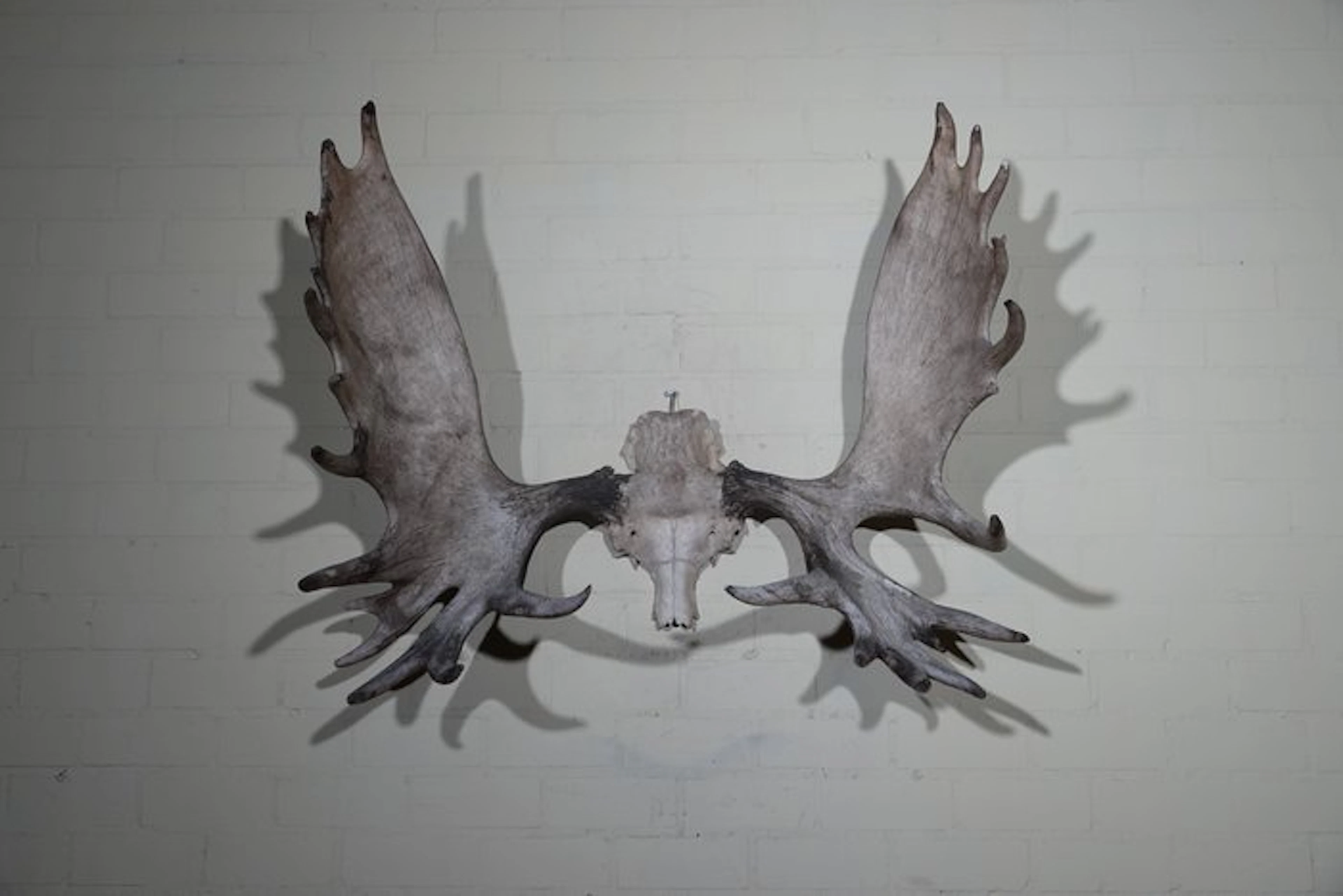 Large Northern Elk/Moose Skull - Alces alces - 65 cm...