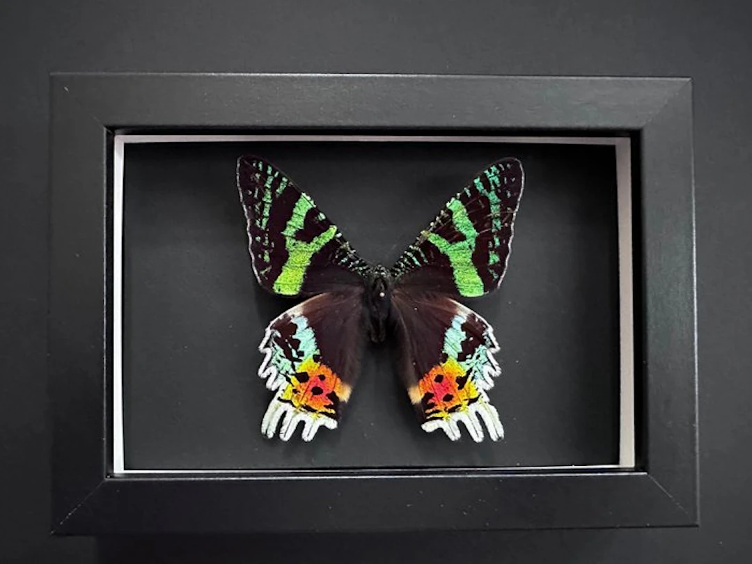 Butterfly Taxidermy full body mount - Urania Ripheus - 15...