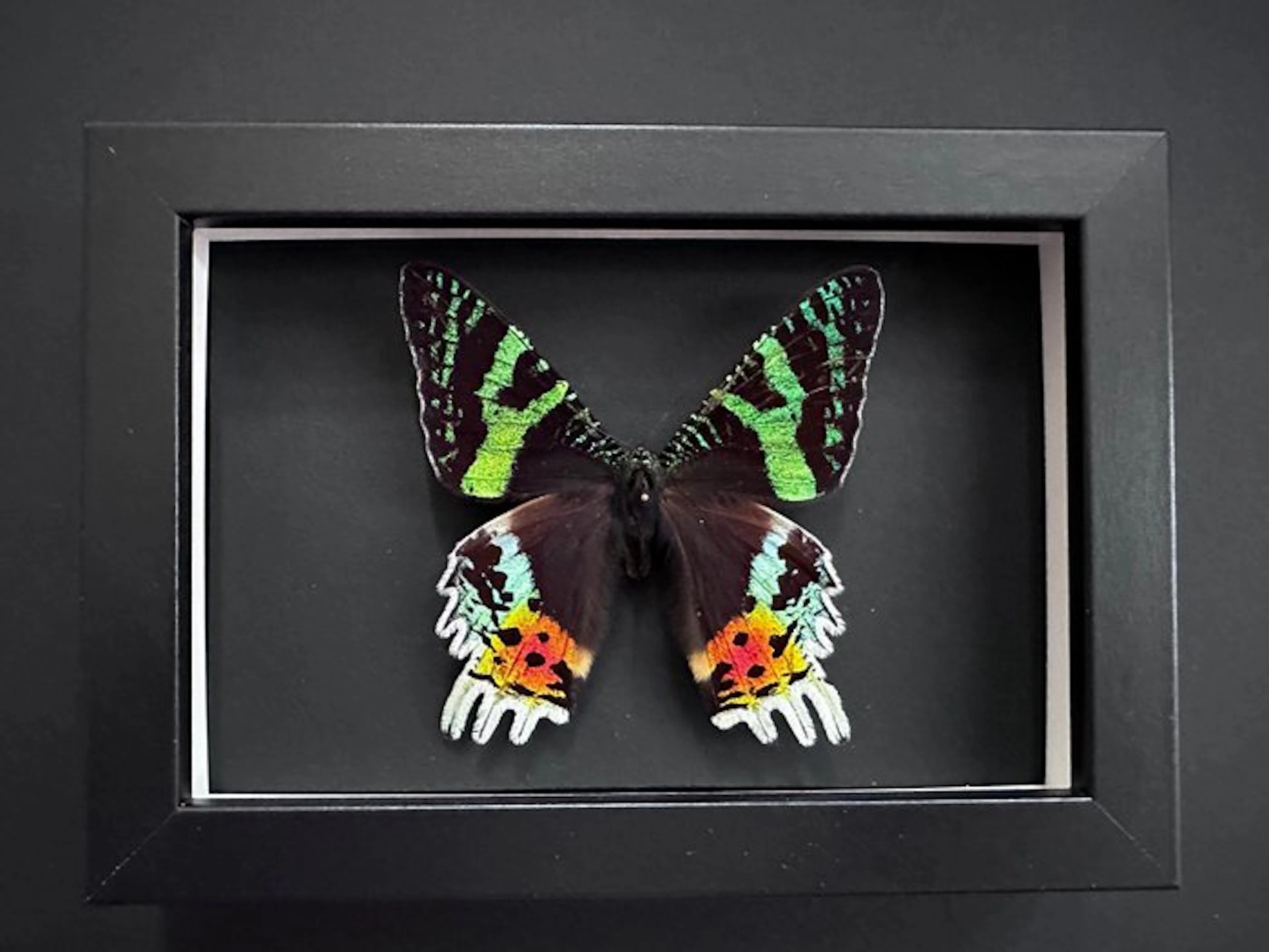 Butterfly Taxidermy full body mount - Urania Ripheus - 15...