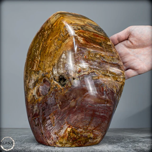 Natural large petrified wood Freeform- 8280.41 g