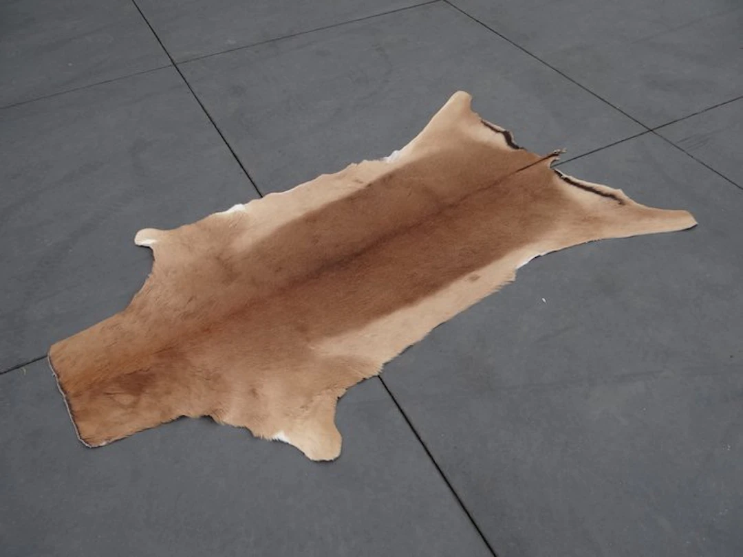 African Impala Skin Study skin - Aepyceros melampus - 120...