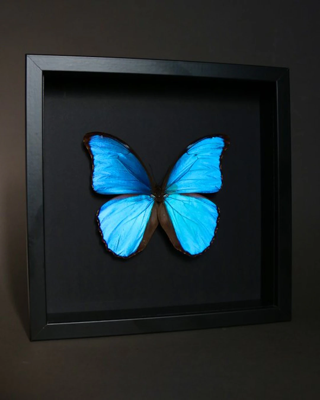 Butterfly Taxidermy full body mount - Morpho didius - 23...