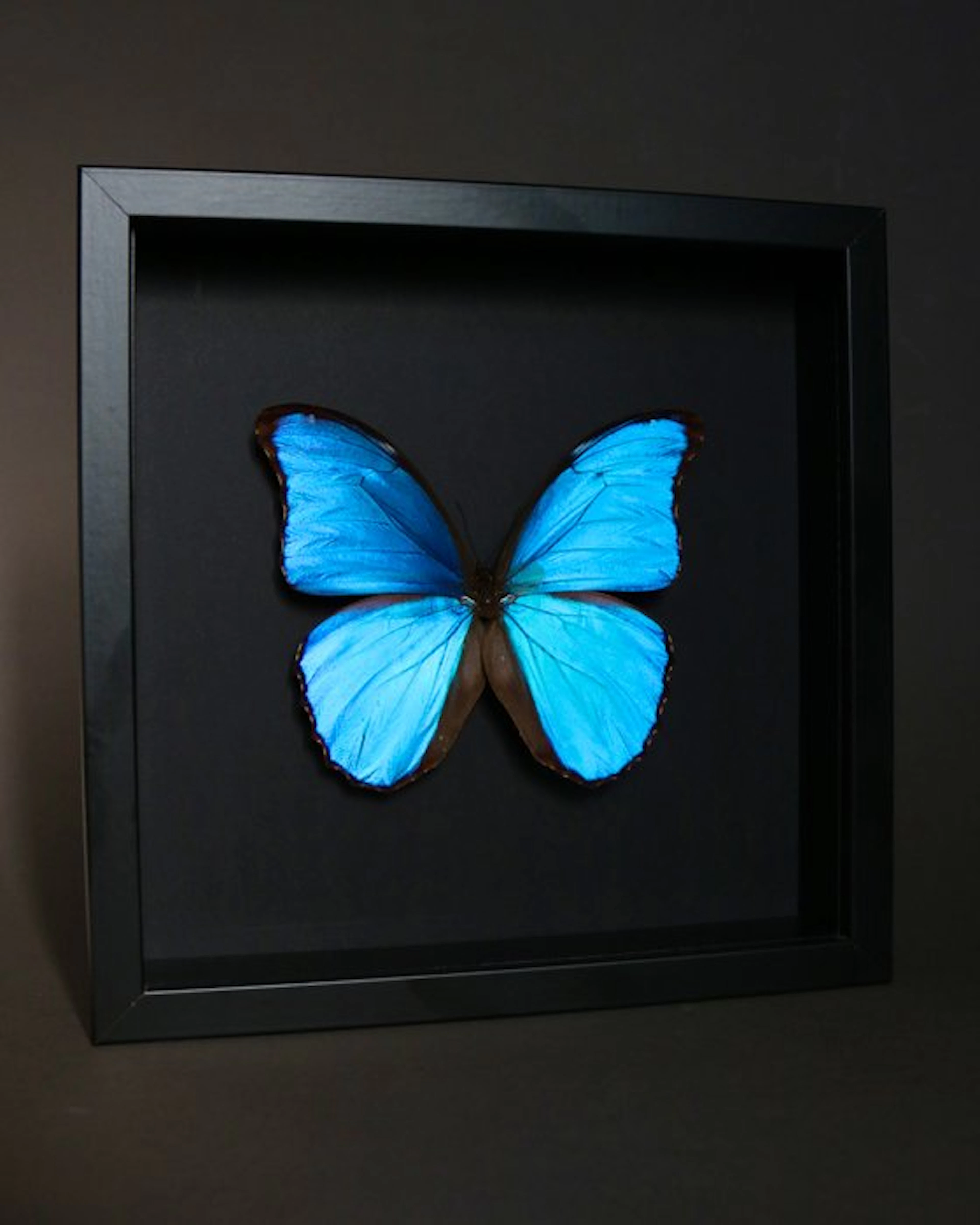 Butterfly Taxidermy full body mount - Morpho didius - 23...