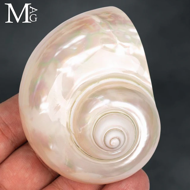Turbo Imperialis Natural Mother of Pearl Sea Shell...